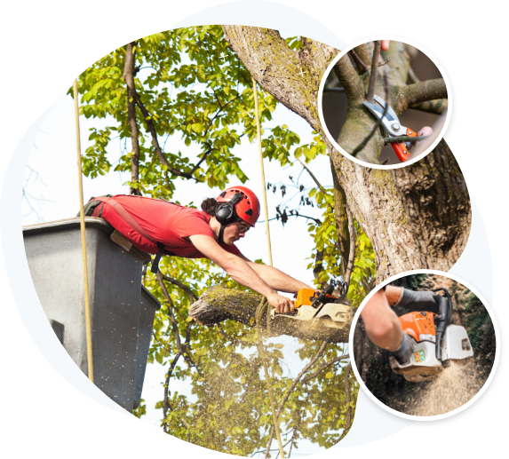 Tree care software