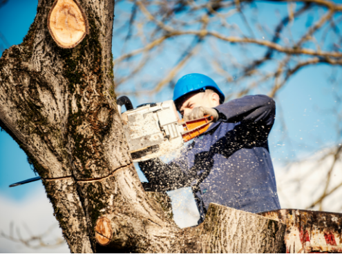 Try this tree care software